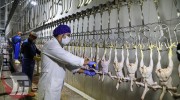 افزایش کشتار روزانه مرغ در لرستان به ۲۰۰ تُن 