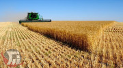 لرستان در جایگاه هفتم تولید گندم کشور