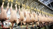 کشف ۱۰تُن گوشت مرغ کشتارگاهی در الیگودرز