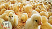 ۳۰ درصد افزایش تولید گوشت مرغ در سال 