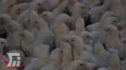 تولید ۹۳ هزار تن گوشت مرغ در لرستان