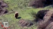 خرس قهوه‌ای در منطقه حفاظت شده اشترانکوه