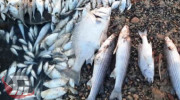 دستگیری متخلفین صید ماهی در پلدختر