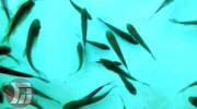 لرستان، تنها استان تولید کننده ماهیان نسل f۱