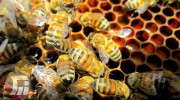 افزایش ۵ درصدی تولید عسل لرستان