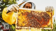افزایش ۱۰ درصدی تولید عسل در لرستان