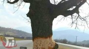 دستگیری عامل کت زنی درخت 450 ساله «ویردار»